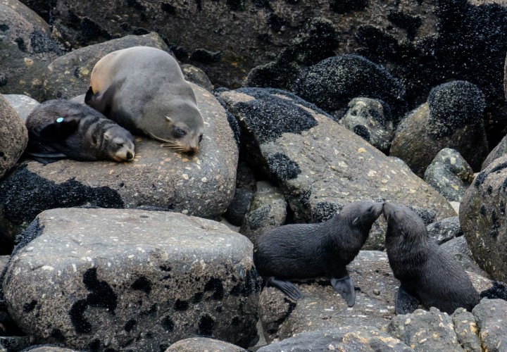 2016 05 01 Cape Foulwind Fur Seals (408)